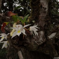 Coelogyne odoratissima Lindl.